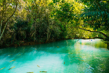 Rio Formoso, in the city of Bonito, in Mato Grosso do Sul. Bonito is one of the main ecotourism...