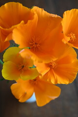 California orange poppy