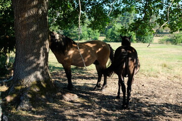 FU 2022-08-03 Heidschnucke 301 Auf de Koppel stehen Pferde im Schatten eines Baumes