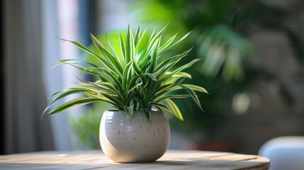 A serene image of a lush Dracaena flower, elegantly housed in a ceramic pot