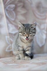 portrait of a cat