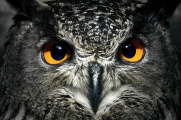 Owl Eyes Close Up Bird Prey Portrait Wild Animal