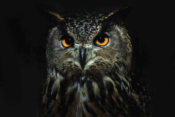 Owl Eyes Close Up Night Bird Prey Portrait Wild Animal