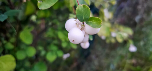 A branch with fruits of the common snowberry, Symphoricarpos albus.