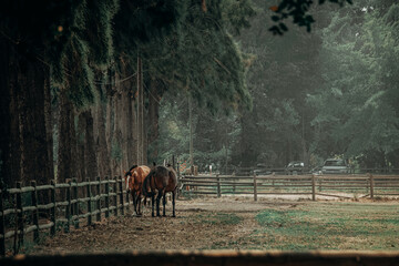 Two horses walking in the corral in the field in autumn. 