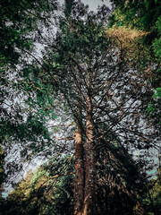 Tall green leafy trees on a sunny day