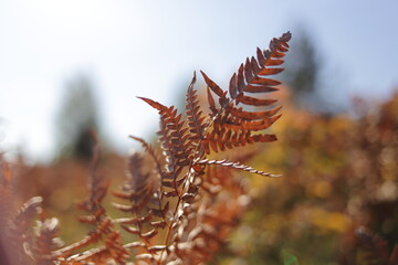 close up of a fern