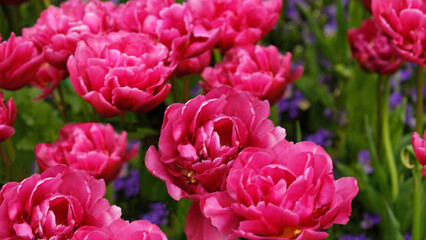 Spring Flowers Banner. Pink flowering tulips in field. Pink petals and green leaves of blooming flowers. Greeting card banner, mother's day card, women's day, birthday, easter. Botanical selection