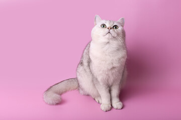 Charming white British cat sitting isolated on pink background, looks up