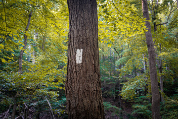 Appalachian Trail (AT) in Delaware Water Gap National Recreation Area. A white blaze marks the trail as it runs along the Appalachian mountains from Georgia to Maine in the eastern USA.