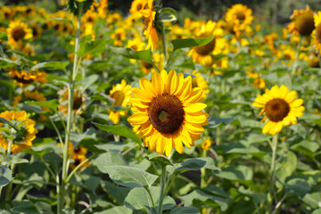 Blooming sunflower fields. Beautiful yellow flower