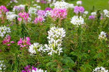 Cleome spinosa flower in the park