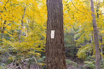 Appalachian Trail (AT) in Delaware Water Gap National Recreation Area. A white blaze marks the trail as it runs along the Appalachian mountains from Georgia to Maine in the eastern USA.