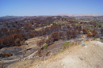 Aerial view of the burnt land and vegetation in the island of Rhodes, Greece, after the wildfires in July 2023