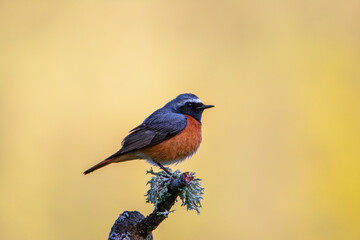 Male Redstart perched in dawn light.