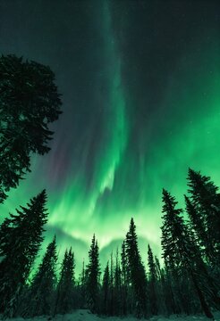 Green aurora Borealis In forest