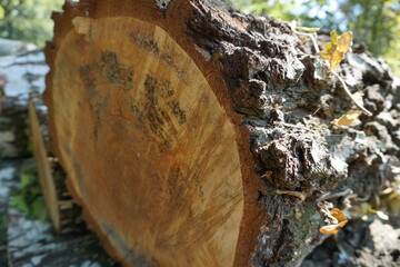Close Up eines gefällten Baumstammes mit sichtbaren Jahresringen, Stück Holz in der Umwelt