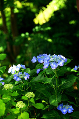 Beautiful blue flowers of mountain hydrangea blooming amid fresh greenery