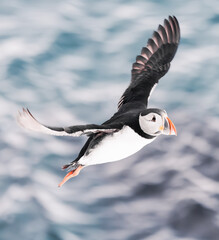 Atlantic puffin in flight