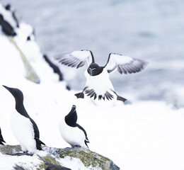 razorbill bird in flight landing