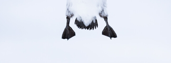  guillemot legs in flight
