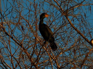 Fototapeta premium The Double-crested Cormorant is also known as The Sea Raven