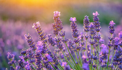 Fototapeta premium Close-up of field of lavender flowers with sunset. Beautiful nature. Spring season.