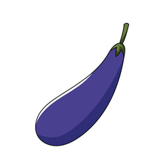 purple eggplant illustration. vector vegetables white background.