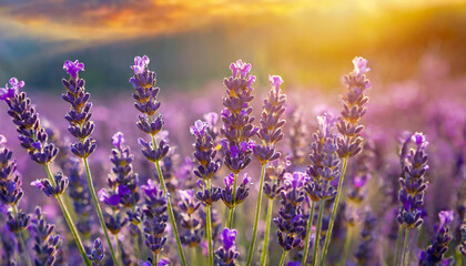 Close-up of field of lavender flowers with sunset. Beautiful nature. Spring season.