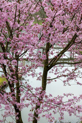 Spring blossom of pink sakura cherry tree in Japan