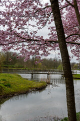 Spring blossom of pink sakura cherry tree in Japan and wooden bridge on background