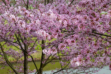 Spring blossom of pink sakura cherry tree in Japan