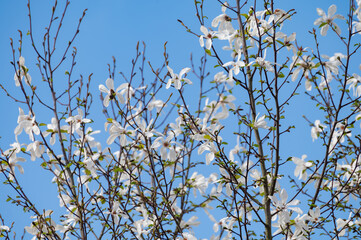 Spring blossom of white magnolia tree in sunny day with blue sky, seasonal flowers