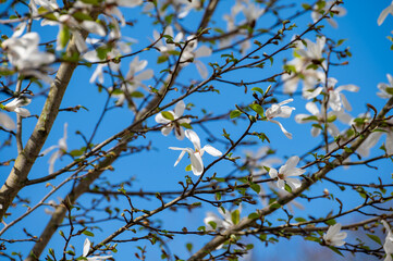 Spring blossom of white magnolia tree in sunny day with blue sky, seasonal flowers