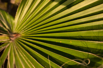 Obraz premium Palm tree leaf close-up macro photo