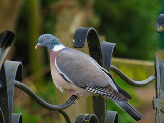 pigeon on a fence