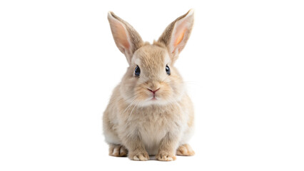Fototapeta premium Fluffy white rabbit on white background