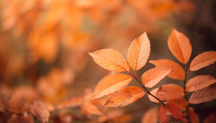 Close-up of orange leaves. Autumn season. Natural backdrop.