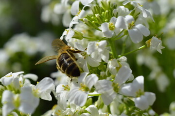 Biene auf weißen Gänsekresse-Blüten