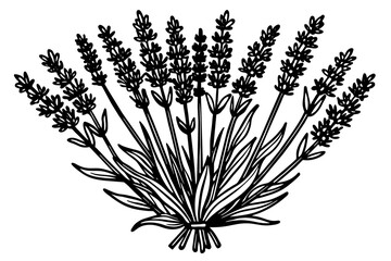 Lavender Flower silhouette  vector art illustration