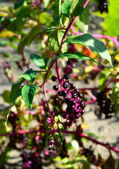 czarne owoce szkarłatki na różowym pędzie, Szkarłatka amerykańska (Phytolacca americana), dojrzałe owoce	 - obrazy, fototapety, plakaty