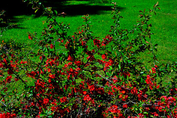 kwitnący pigwowiec japoński, Chaenomeles japonica, czerwony pigwowiec na tle zielonego trawnika,...