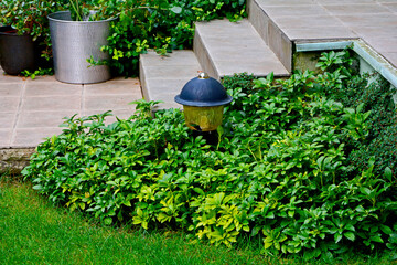 Runianka japońska obok ogrodowych schodów,  Pachysandra terminalis, Japanese pachysandra, carpet box, Japanese spurge, Pachysandra in garden
