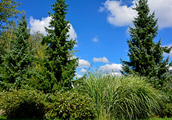 tuje i trawy ozdobne na tle niebieskiego nieba, thujas and ornamental grasses against the blue sky  © kateej