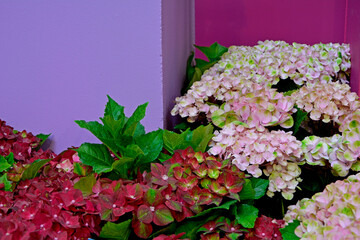 czerwona i różowa Hortensja ogrodowa, Hydrangea macrophylla, seria odmian Magical Four Seasons, hortensje na tle rózowej i fioletowej ściany, red and pink garden hydrangea  © kateej