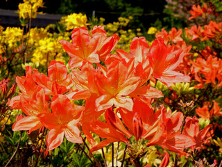 pomarańczowe kwiaty azalii, kwitnący różanecznik, azalia, rododendron (Rhododendron),  wiosenne kwiaty, spring flowers	 - obrazy, fototapety, plakaty