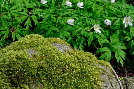 zielony mech na kamieniu i białe zawilce, zielony mech na kamieniu w lesie, green moss on the stone and white anemones
