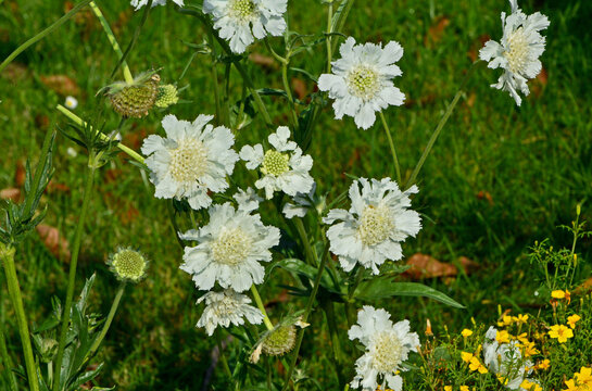 biala driakiew kaukaska odmiany "Perfecta Alba",  biała wd&oacute;wka, Scabiosa caucasica, caucasian pincushion flowers in bloom, pincushion-flower, Caucasian scabiou