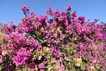Obraz premium Bougainvillea flowers of Caddinas Bay, Olbia, Sardinia
