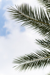 palm tree leaves with neutral background